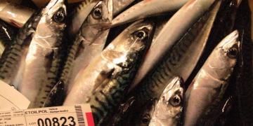 Coastal States kick back on mackerel advice