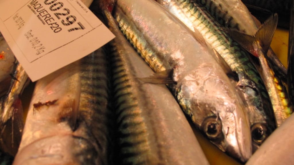 Read more about the article Agreement on 2023 mackerel TAC