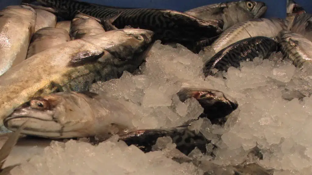 Read more about the article Disappointment over Coastal States’ failure to seal mackerel deal