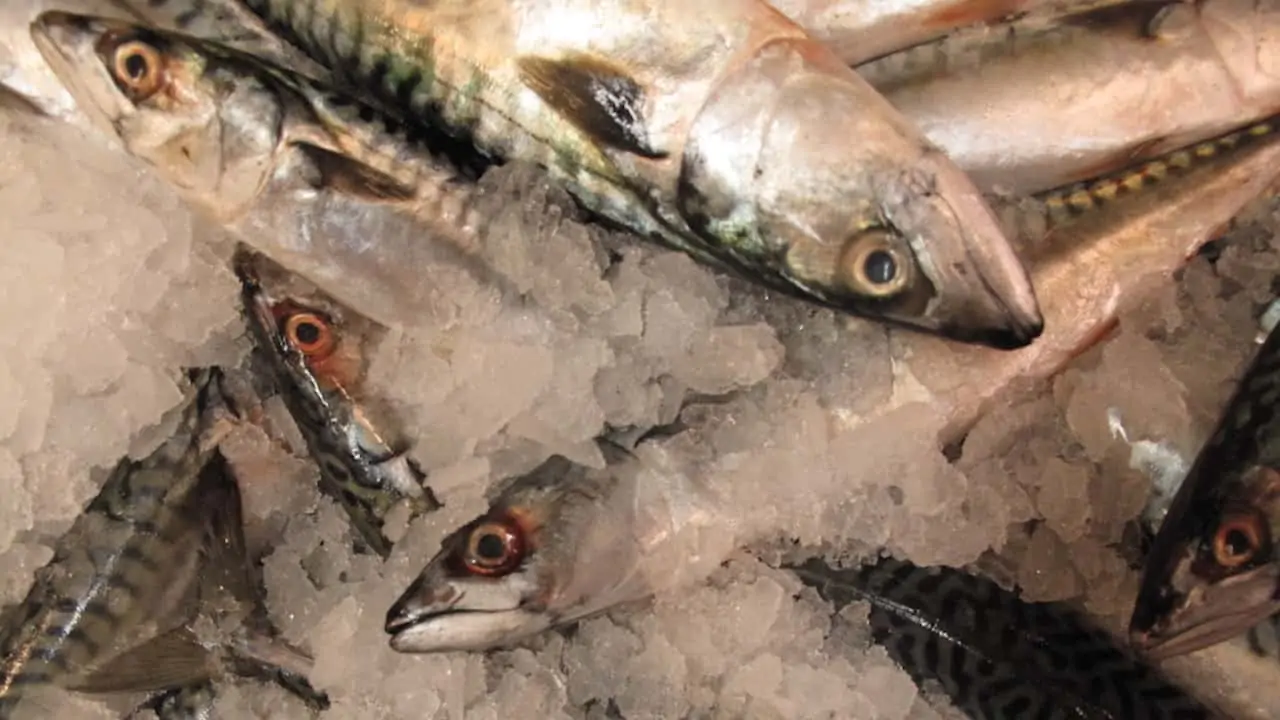 Read more about the article Norway takes a tough line on mackerel