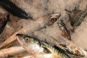 The need to future-proof fisheries - @ Fiskerforum