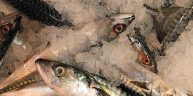 The need to future-proof fisheries - @ Fiskerforum