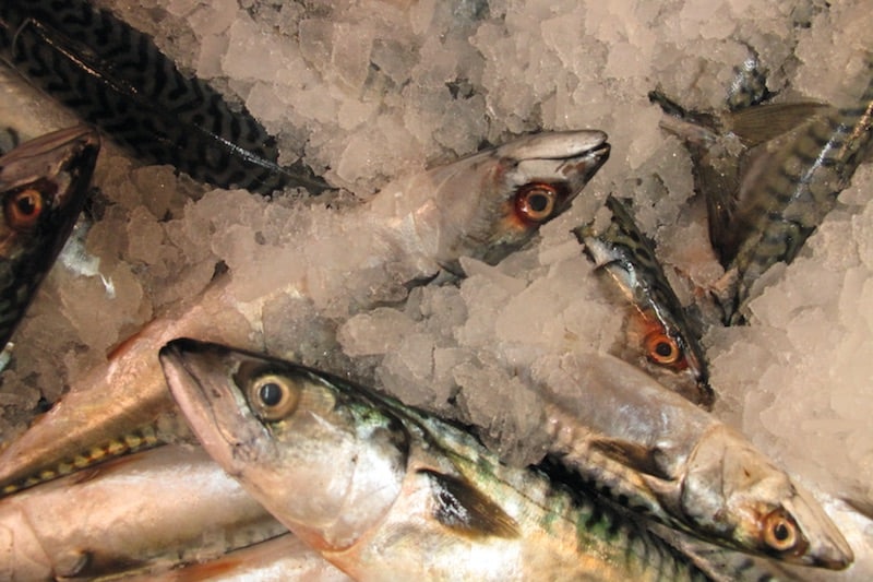 Read more about the article The need to future-proof fisheries