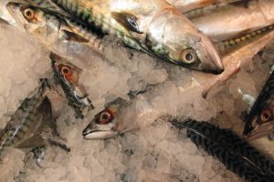 Mackerel remains the most important species for the Scottish fleet