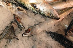 Whitefish trawler Remøy had a haul of mackerel in its bottom trawl at a depth of 250 metres - @ Fiskerforum