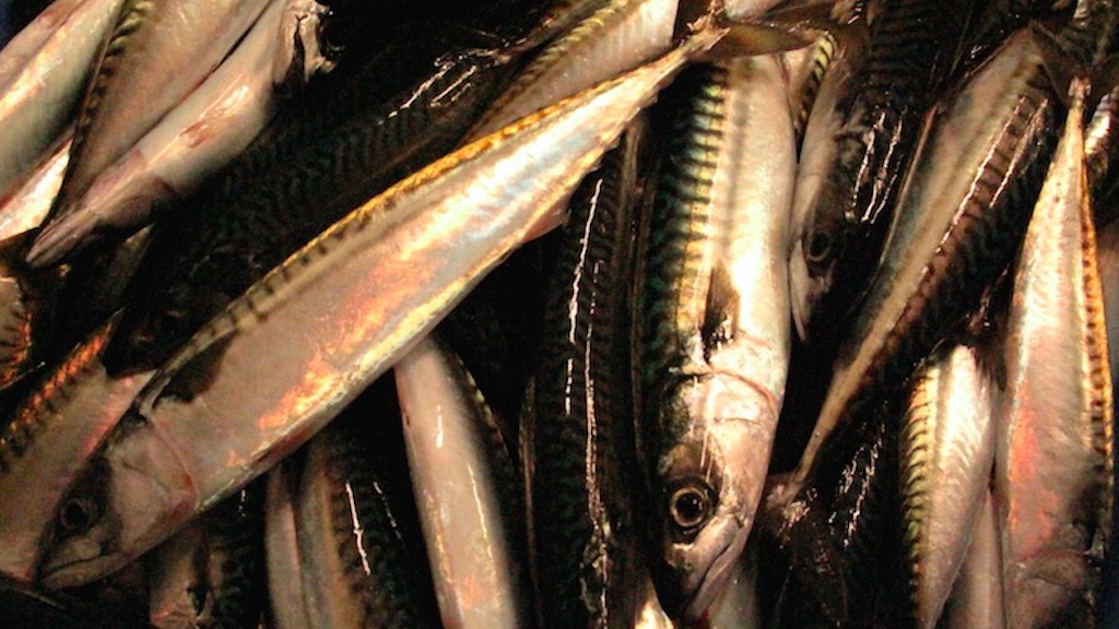 Read more about the article Goodfish deviates from scientific advice with mackerel downgrade