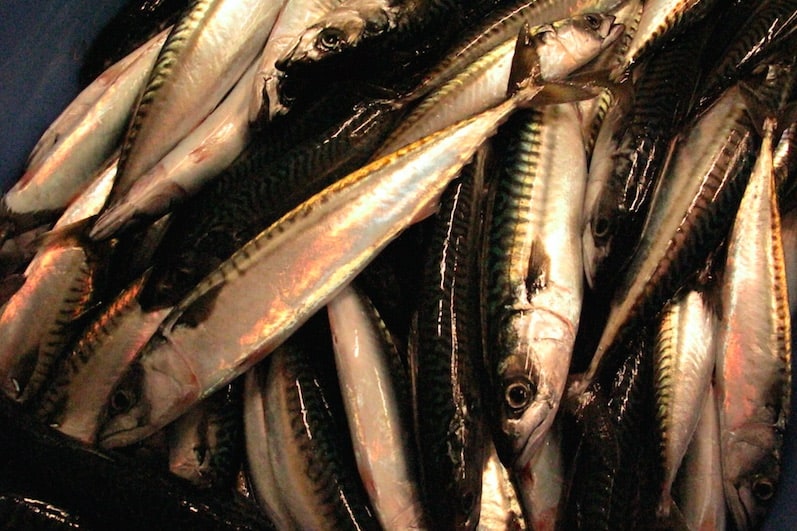 Read more about the article Mackerel on the move