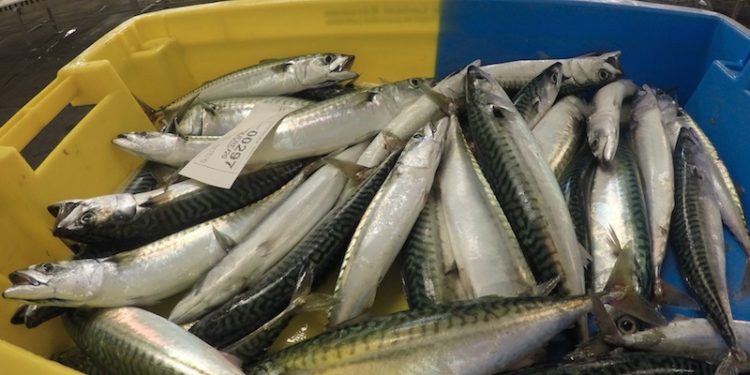 Mackerel and herring are an ideal healthy eating option for anyone looking out for a New Year’s Resolution - @ Fiskerforum