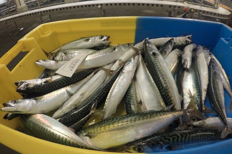Read more about the article Scottish mackerel and herring on your New Year menu