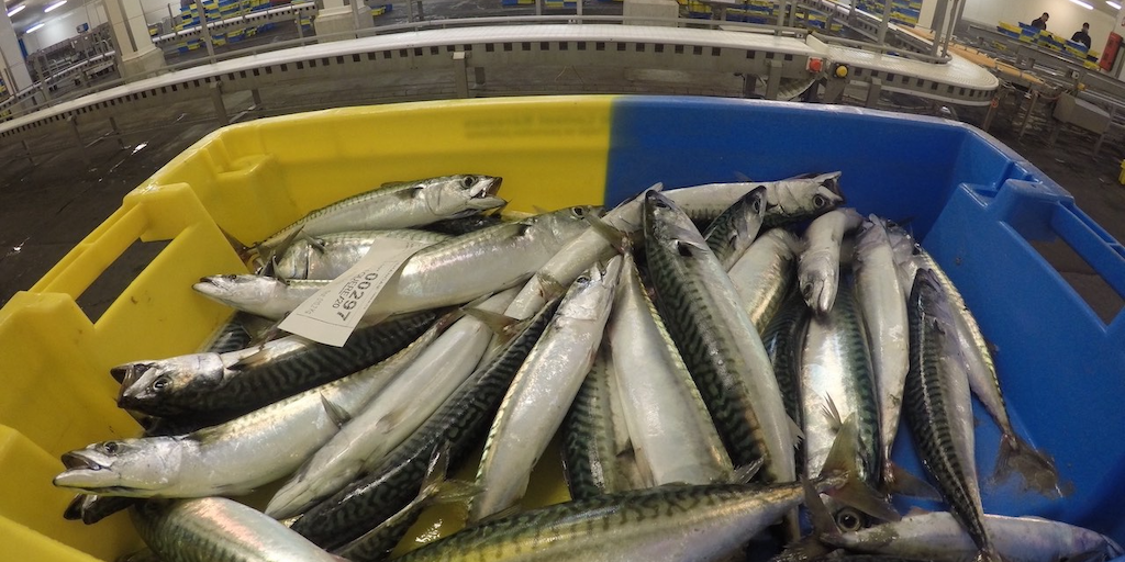 Read more about the article French fishermen demand political response on mackerel