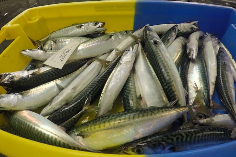 Read more about the article Agreement on mackerel for 2019