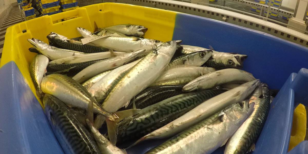 Read more about the article 2021 pelagic recommendations: herring up, mackerel down