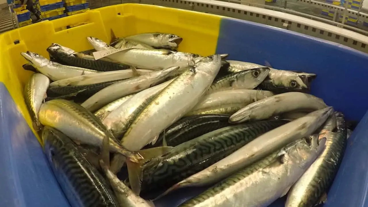 Read more about the article Blocked mackerel landing triggers Norway-Iceland tension
