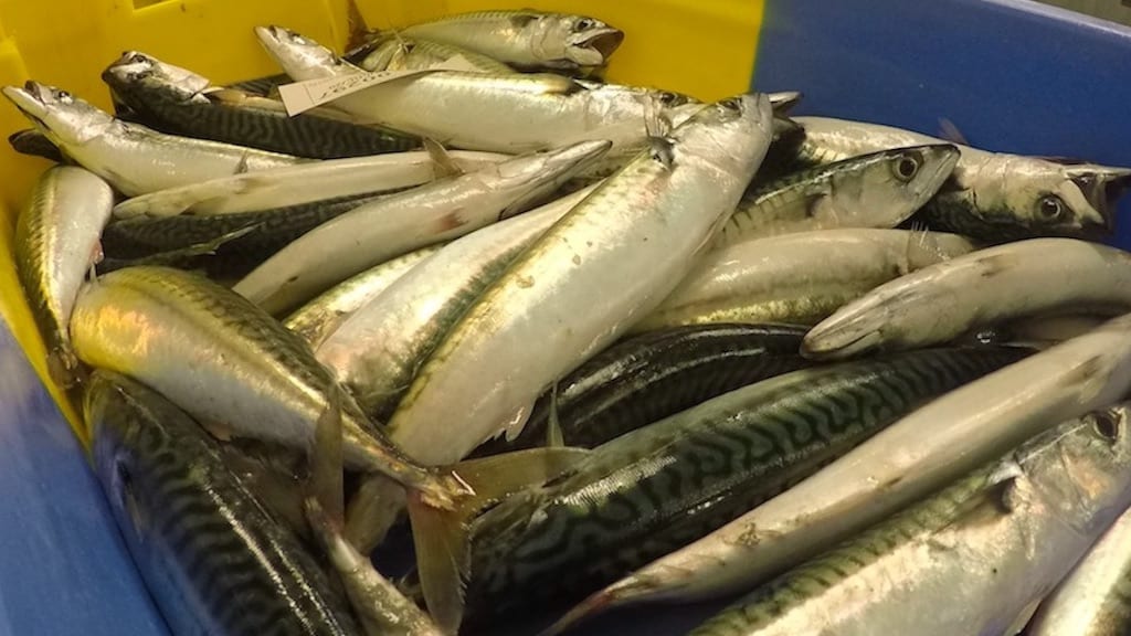 Read more about the article Warning over NE Atlantic pelagics