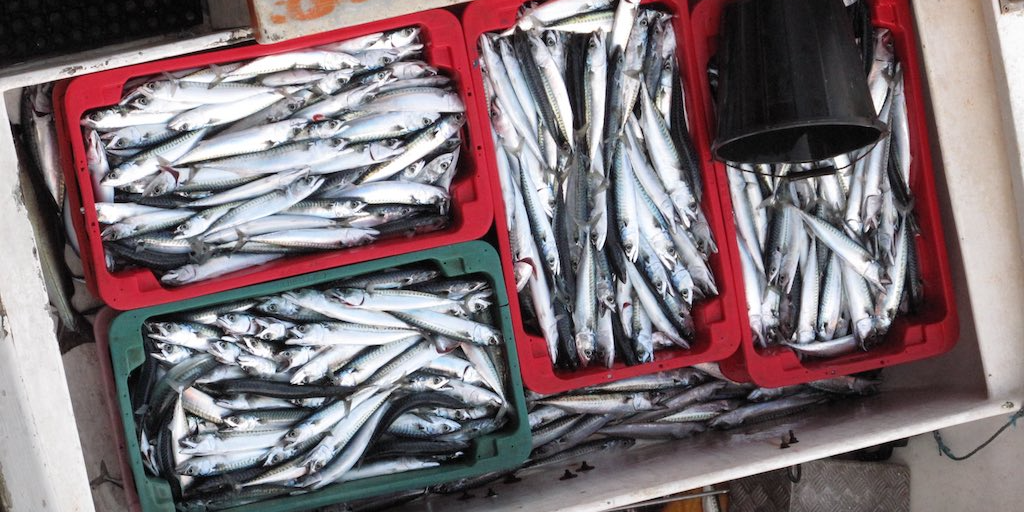 Read more about the article EU lifts mackerel quotas