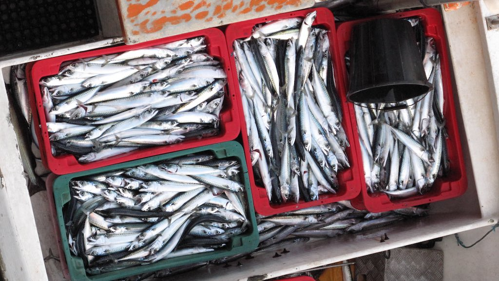 Read more about the article Ireland braces for catastrophic 2026