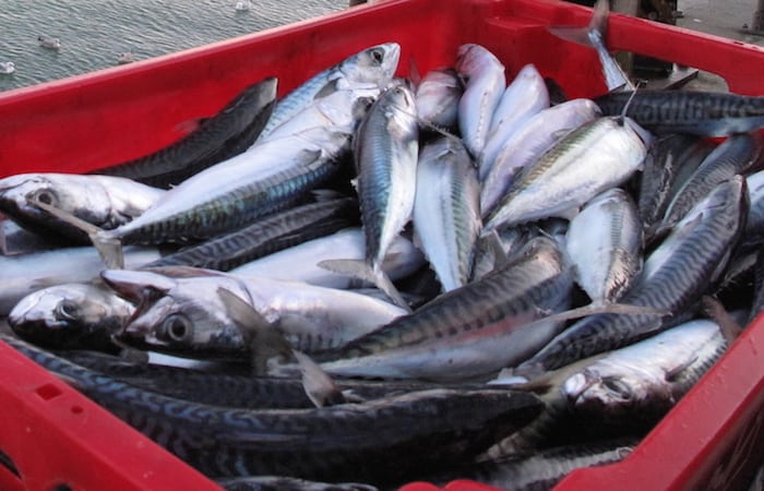 Read more about the article New mackerel row erupts