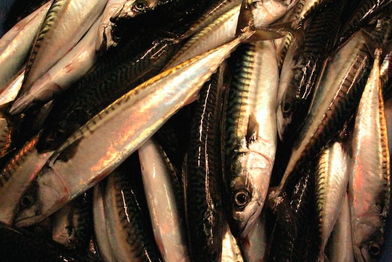 Read more about the article Mackerel show off south-east Iceland