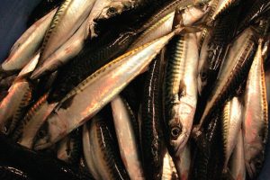 Scotland wants a better deal with the Faroes on mackerel - @ Fiskerforum