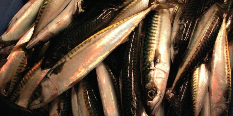 Scotland wants a better deal with the Faroes on mackerel - @ Fiskerforum