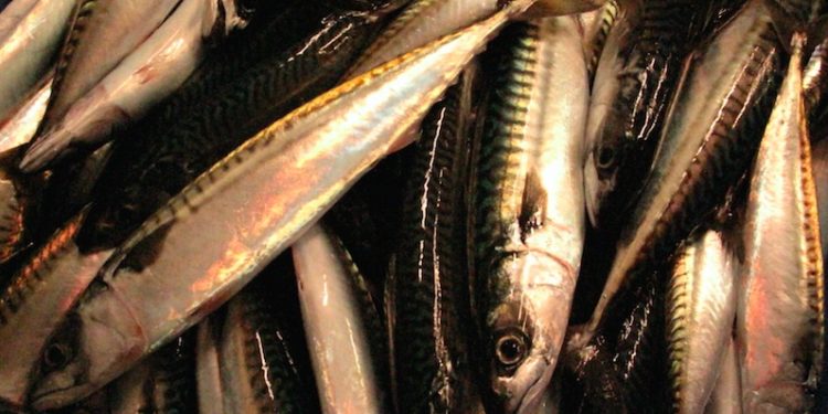 Iceland has boosted this year's mackerel quota - @ Fiskerforum