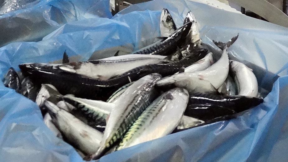 Read more about the article First mackerel of the season