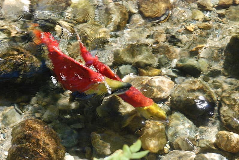 Read more about the article Mining venture could threaten sockeye