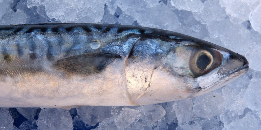 Read more about the article Spain allocates adapted mackerel quotas