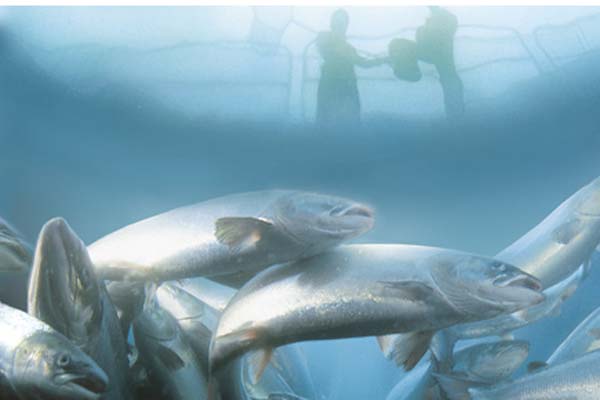 Read more about the article Big catch for CodeIT AS