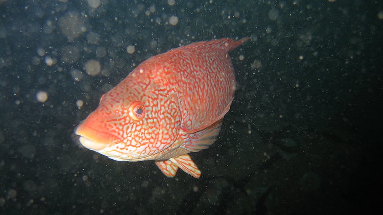 Read more about the article Managing wild wrasse fisheries