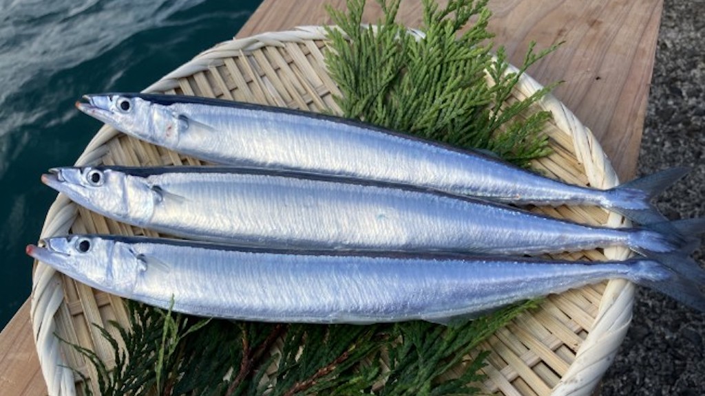 Read more about the article Breakthrough for commercial saury breeding
