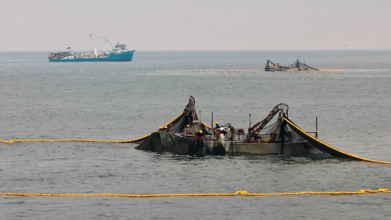 Read more about the article Menhaden assessment shows healthy fishery