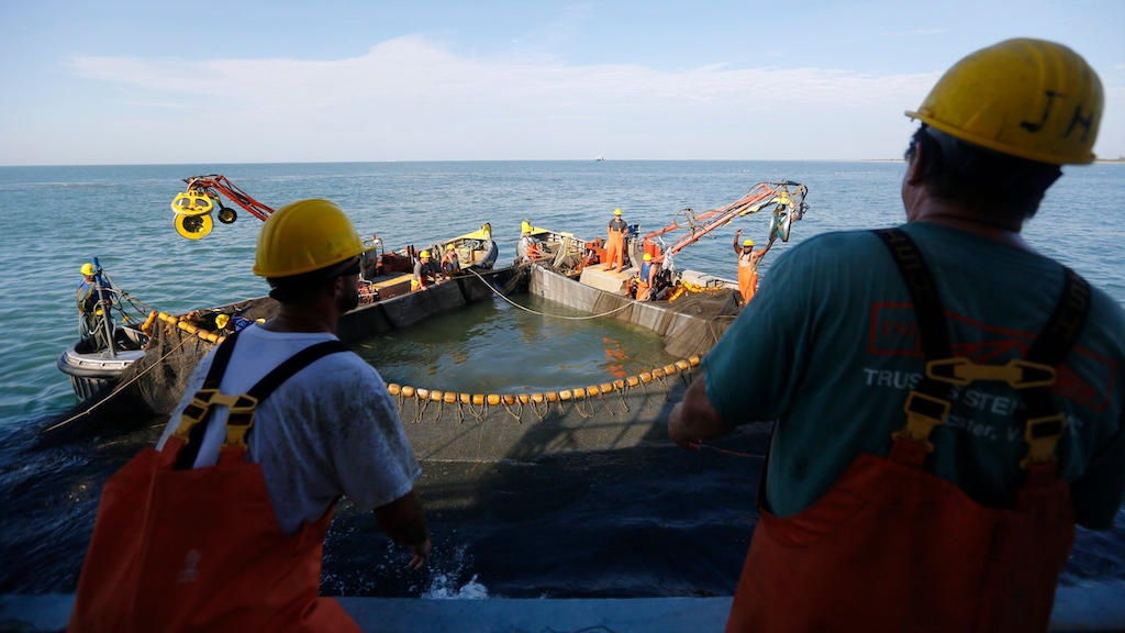 Read more about the article Menhaden Fisheries Coalition welcomes review of Chesapeake Bay harvest cap