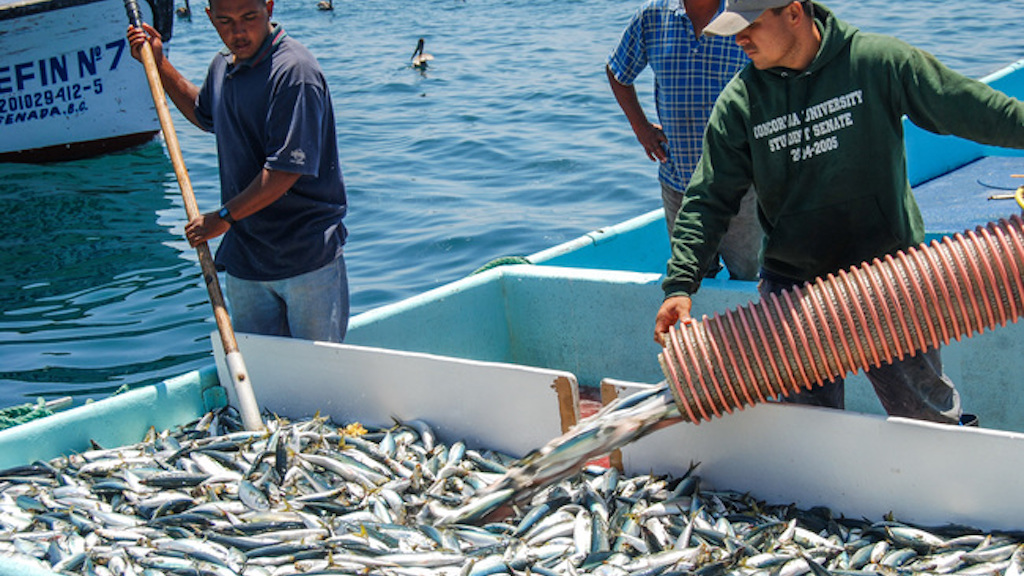 Read more about the article Mexico’s sardine production increases