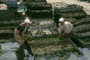 Moroccan women harvesting oysters from cultivation beds - @ Fiskerforum