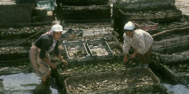 Moroccan women harvesting oysters from cultivation beds - @ Fiskerforum