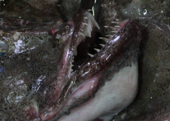 Icelandic monkfish gains MSC re-certification