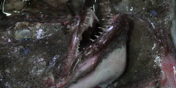 Icelandic monkfish gains MSC re-certification