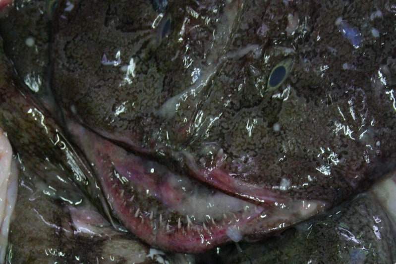 Read more about the article Iceland’s monkfish earns its blue tick
