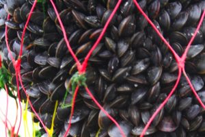 The Clyde has been selected to pilot mussel farming - @ Fiskerforum