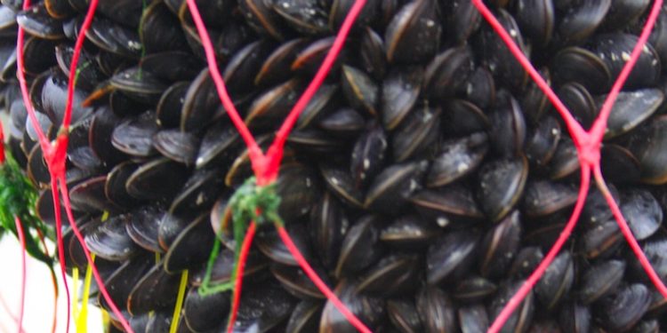The Clyde has been selected to pilot mussel farming - @ Fiskerforum