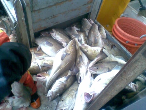 Read more about the article Scots Fisher Demand Swift end to Mad Cod Recovery Plan