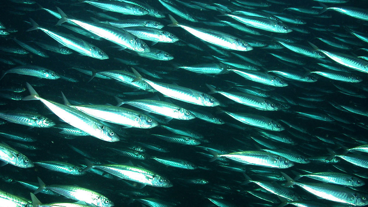 Read more about the article Improving South Pacific fisheries monitoring and control