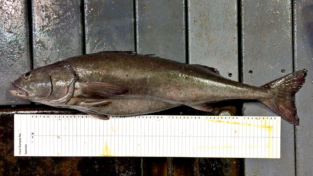 Read more about the article Jail time for Alaska fisherman