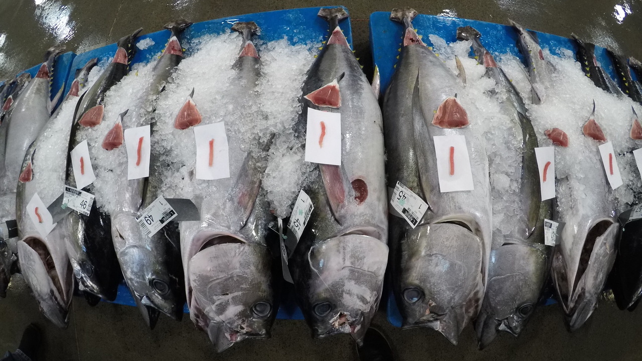 Read more about the article EU’s unique opportunity to align fish import tariff regime with its own objectives