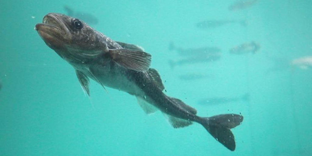 Read more about the article Arctic cod shift northwards