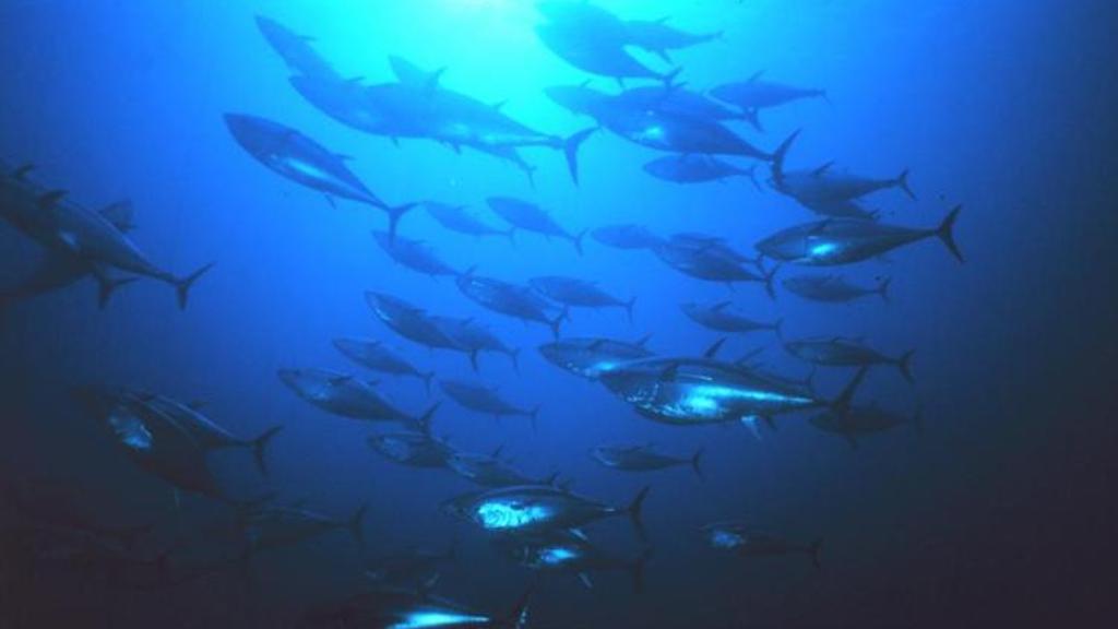 Read more about the article More US-Caught Pacific bluefin next year