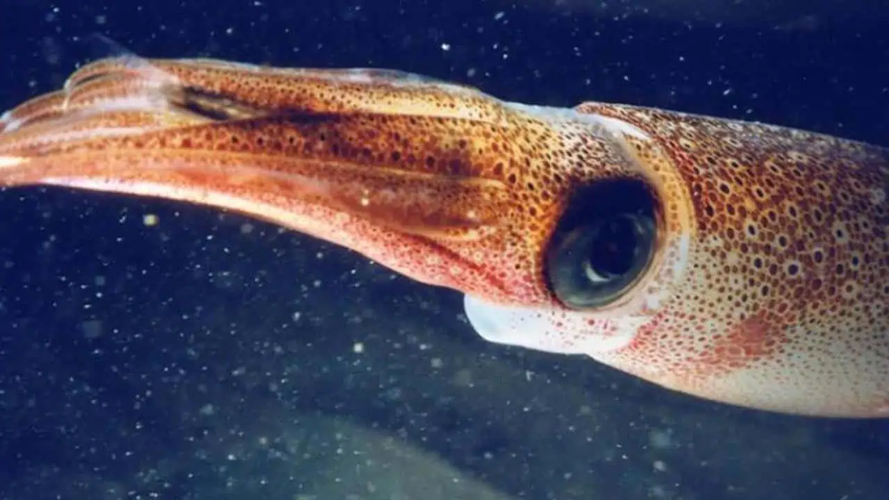 Read more about the article Warming ocean triggers Pacific NW squid boom