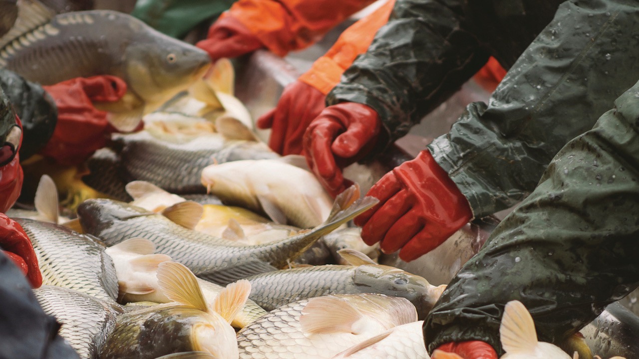 Read more about the article Tariff announcement gets cool reception from US seafood producers’ body