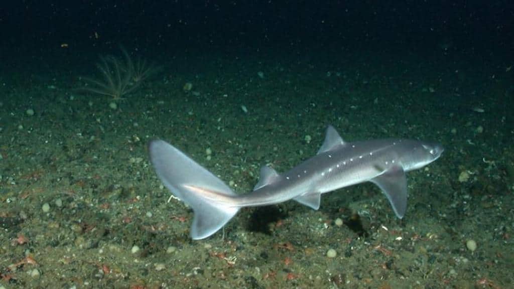 Read more about the article Spurdog stock rebounds